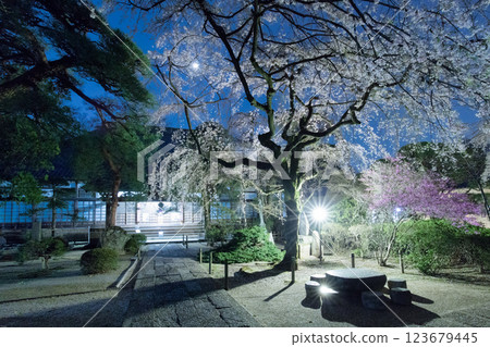 春天, 川越, 櫻花 春天, 川越, 櫻花 123679445