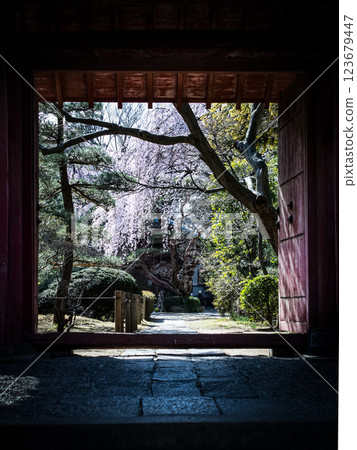 Spring, Kawagoe, Cherry Blossoms Spring, Kawagoe, Cherry Blossoms 123679447