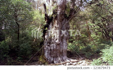Yakusugi cedar "Jomon-sugi" / The majestic Yakusugi "Jomon-sugi" @ Yakushima hiking trail Yakusugi cedar "Jomon-sugi" / The majestic Yakusugi "Jomon-sugi" @ Yakushima hiking trail 123679473