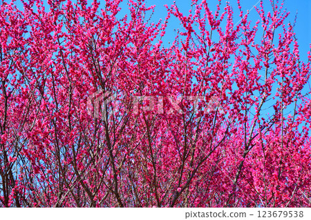 The arrival of early spring: Red plum blossoms in full bloom, Fukaya City The arrival of early spring: Red plum blossoms in full bloom, Fukaya City 123679538