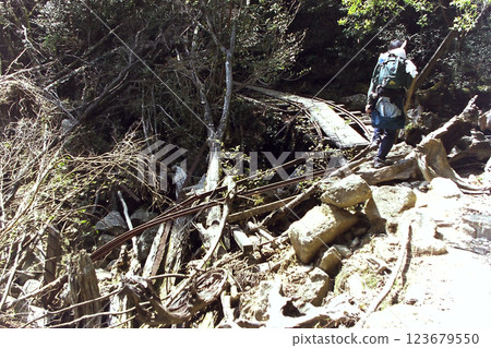 Yakushima trail course / Scenery of the Yakushima hiking trail, trekking to Jomon Cedar Yakushima trail course / Scenery of the Yakushima hiking trail, trekking to Jomon Cedar 123679550