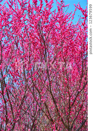 The arrival of early spring: Red plum blossoms in full bloom, Fukaya City The arrival of early spring: Red plum blossoms in full bloom, Fukaya City 123679599