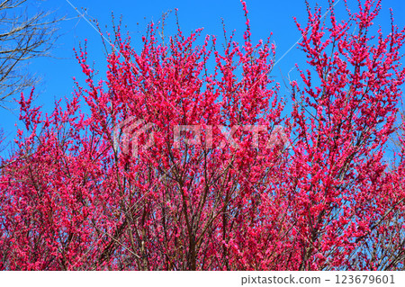 The arrival of early spring: Red plum blossoms in full bloom, Fukaya City 123679601