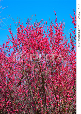 The arrival of early spring: Red plum blossoms in full bloom, Fukaya City The arrival of early spring: Red plum blossoms in full bloom, Fukaya City 123679602
