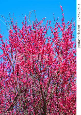 The arrival of early spring: Red plum blossoms in full bloom, Fukaya City 123679603