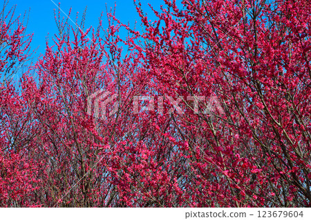 The arrival of early spring: Red plum blossoms in full bloom, Fukaya City 123679604