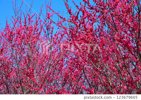 The arrival of early spring: Red plum blossoms in full bloom, Fukaya City 123679605
