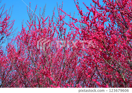 The arrival of early spring: Red plum blossoms in full bloom, Fukaya City The arrival of early spring: Red plum blossoms in full bloom, Fukaya City 123679606