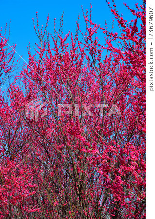 The arrival of early spring: Red plum blossoms in full bloom, Fukaya City The arrival of early spring: Red plum blossoms in full bloom, Fukaya City 123679607