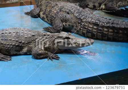Crocodiles resting on a blue surface indoors Crocodiles resting on a blue surface indoors 123679731