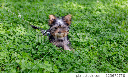 Yorkshire terrier puppy on a leash exploring green grass Yorkshire terrier puppy on a leash exploring green grass 123679758