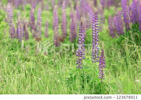 Lupine flowers in bloom in a lush green field during springtime 123679911