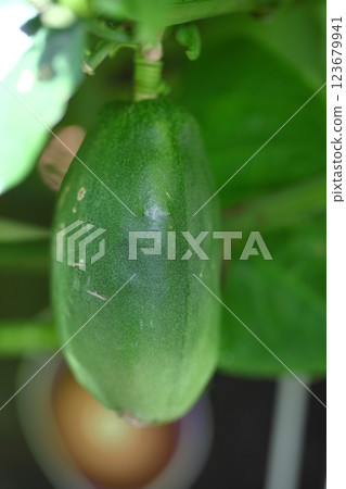 Passiflora alata fruit Passiflora alata fruit 123679941