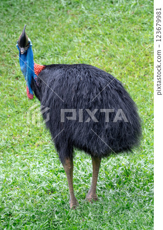 Southern cassowary or Casuarius casuarius standing on lush green grass Southern cassowary or Casuarius casuarius standing on lush green grass 123679981