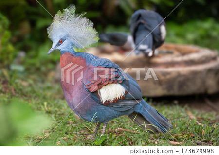 Victoria Crowned Pigeon or Goura victoria, a large and striking bird with blue-grey plumage 123679998