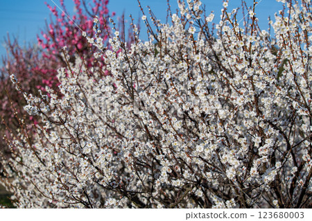 White plum shining in the blue sky White plum shining in the blue sky 123680003