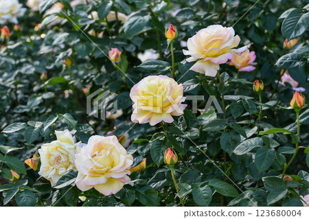 玫瑰“片” 123680004