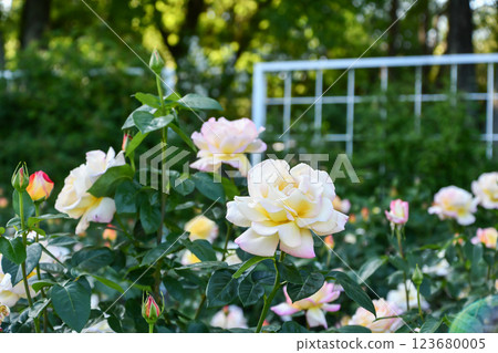 玫瑰“片” 123680005