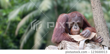 Bornean orangutan or Pongo pygmaeus sitting on a tree trunk, chewing on food  123680013