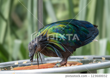 Nicobar Pigeon, Caloenas nicobarica, tropical bird with iridescent green, blue, and bronze feathers Nicobar Pigeon, Caloenas nicobarica, tropical bird with iridescent green, blue, and bronze feathers 123680032
