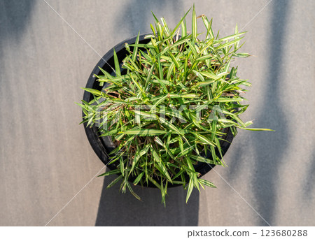 High angle view of a pot of Thyrsostachys siamensis Gamble. This plant is natural medicine for cats to eat. 123680288