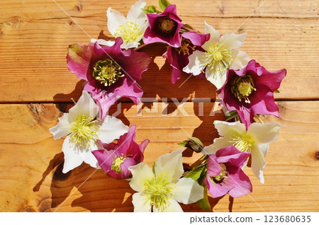 紫色和白色的聖誕玫瑰花環 123680635