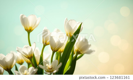 Delicate spring flowers in backlit sunlight, blurred background 123681161