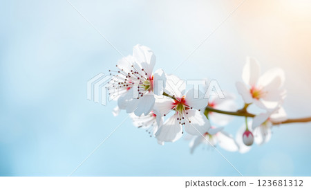 Flowers on an apple tree in spring 123681312