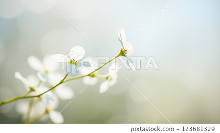Delicate spring flowers in backlit sunlight, blurred background 123681329