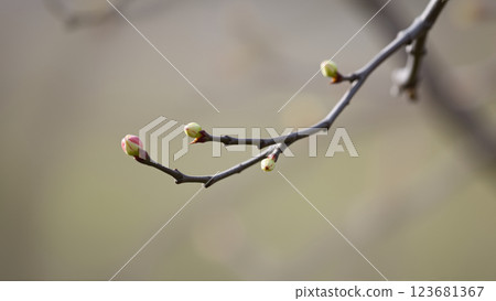 Buds on a tree in spring, blurred background Buds on a tree in spring, blurred background 123681367
