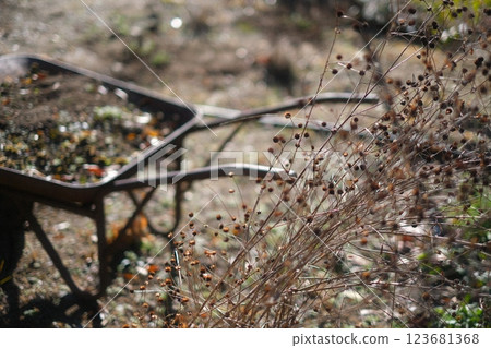 A wheelbarrow and dead plants in the sun 123681368