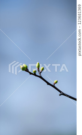 Buds on a tree in spring, blurred background Buds on a tree in spring, blurred background 123681369