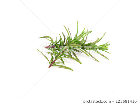 Organic rosemary twig isolated on white background. Organic rosemary twig isolated on white background. 123681410