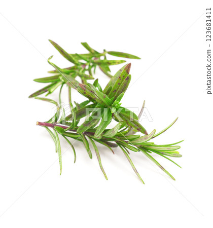 Organic rosemary twig isolated on white background. Organic rosemary twig isolated on white background. 123681411