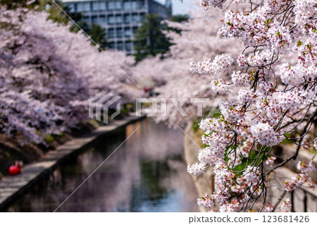 (Toyama Viewpoint) Toyama Castle, Cherry blossoms along the Matsukawa River, April (Toyama Viewpoint) Toyama Castle, Cherry blossoms along the Matsukawa River, April 123681426