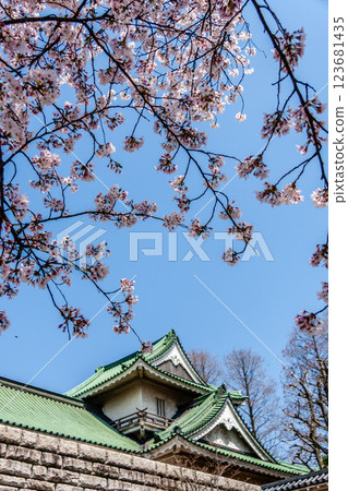 (Toyama Viewpoint) Toyama Castle, Cherry blossoms along the Matsukawa River, April (Toyama Viewpoint) Toyama Castle, Cherry blossoms along the Matsukawa River, April 123681435