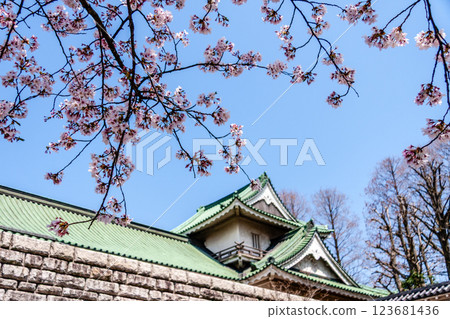 (Toyama Viewpoint) Toyama Castle, Cherry blossoms along the Matsukawa River, April (Toyama Viewpoint) Toyama Castle, Cherry blossoms along the Matsukawa River, April 123681436