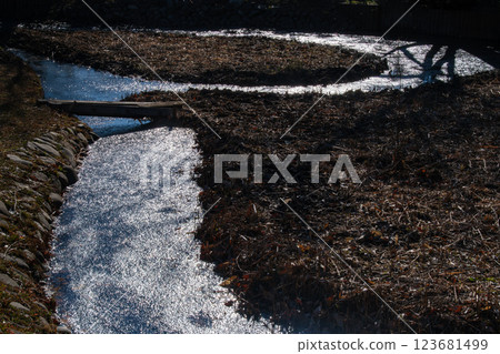 frozen tree shadow frozen tree shadow 123681499