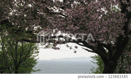 盛開的重瓣櫻花、大海和島嶼 盛開的重瓣櫻花、大海和島嶼 123681585