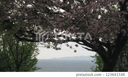 盛開的重瓣櫻花、大海和島嶼 盛開的重瓣櫻花、大海和島嶼 123681586