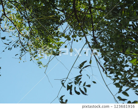 一棵樹的堅果在風中搖曳 一棵樹的堅果在風中搖曳 123681916