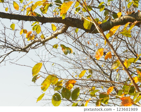 Autumn leaves of cherry leaves Autumn leaves of cherry leaves 123681989