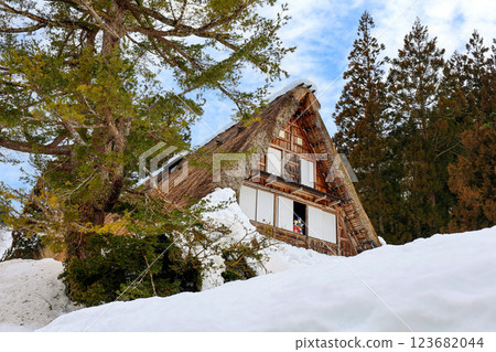 Snow-covered Gassho-style house and large tree 123682044