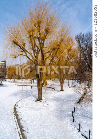 Public garden lake and park in Boston, MA covered with winter snow 123682055