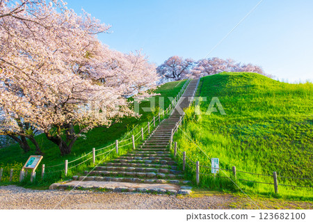 Cherry blossoms of the Marugameyama ancient burial mound (Sakitama Mound Tomb Park) 123682100