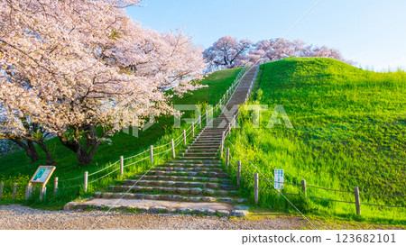 Cherry blossoms of the Marugameyama ancient burial mound (Sakitama Mound Tomb Park) Cherry blossoms of the Marugameyama ancient burial mound (Sakitama Mound Tomb Park) 123682101