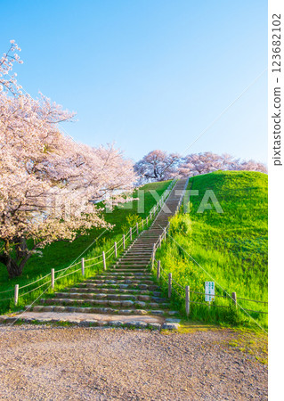 Marugameyama古墳(Sakitama Mound Tomb Park)的櫻花 Marugameyama古墳(Sakitama Mound Tomb Park)的櫻花 123682102
