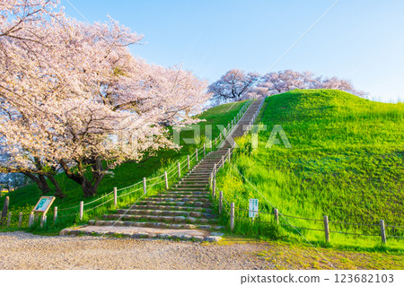 Cherry blossoms of the Marugameyama ancient burial mound (Sakitama Mound Tomb Park) 123682103