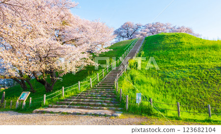Cherry blossoms of the Marugameyama ancient burial mound (Sakitama Mound Tomb Park) Cherry blossoms of the Marugameyama ancient burial mound (Sakitama Mound Tomb Park) 123682104
