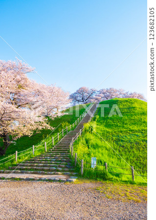 Cherry blossoms of the Marugameyama ancient burial mound (Sakitama Mound Tomb Park) Cherry blossoms of the Marugameyama ancient burial mound (Sakitama Mound Tomb Park) 123682105